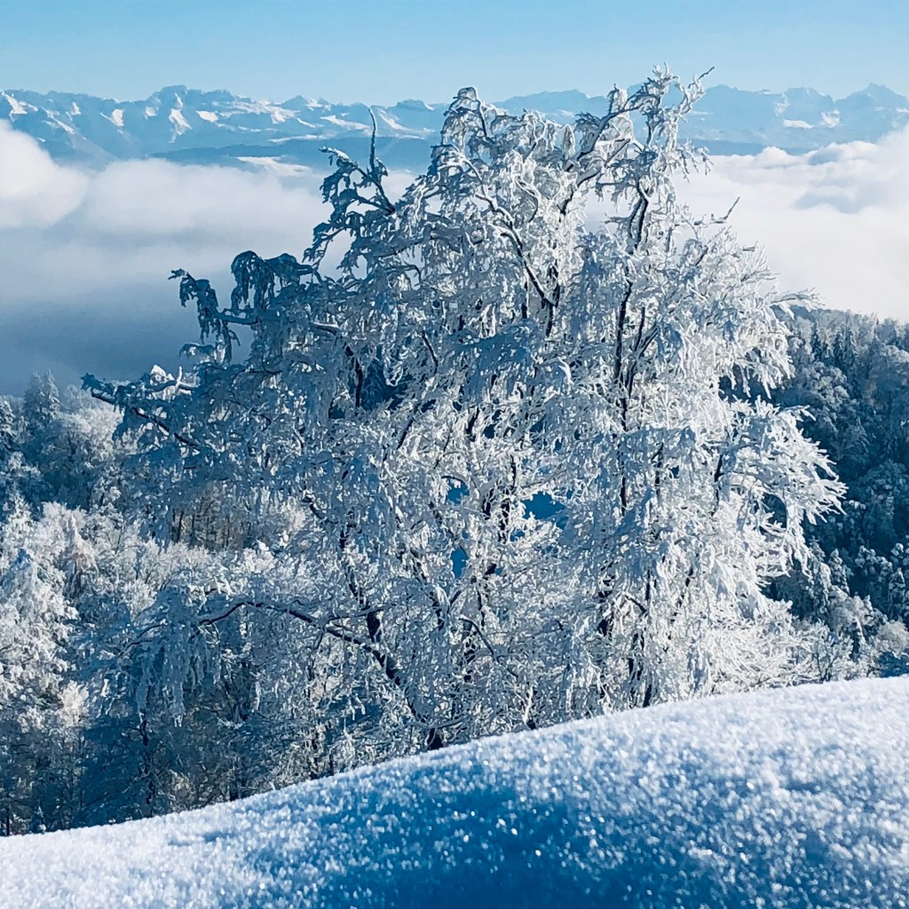 Jupiter turns retrograde