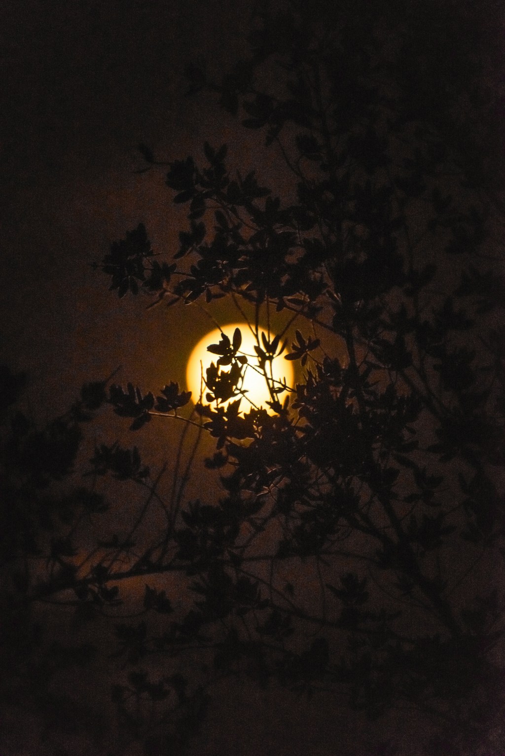 Leo Full Moon: Embracing Individuality within Community